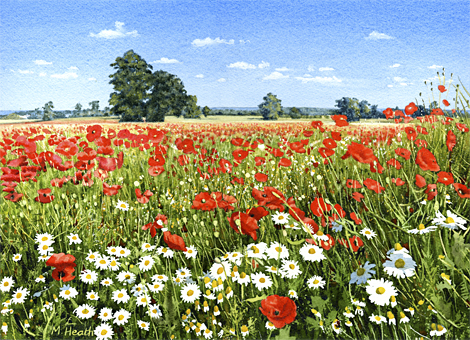 A watercolour painting of a field of poppies with daisies by Margaret Heath RSMA.
